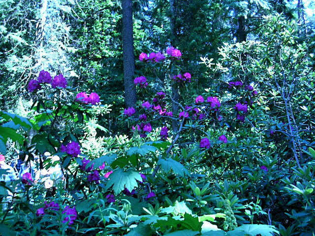 Mustilan Arboretumin kukkaloistoa